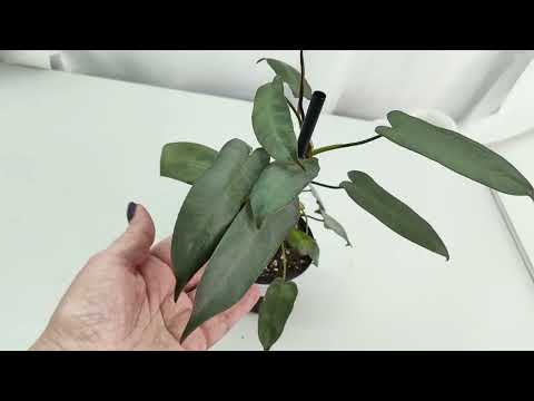 Видео: Обзор коллекции ФИЛОДЕНДРОНОВ. ч 1🌿🍀☘️#комнатныерастения #обзоррастений #обзорколлекции #растения