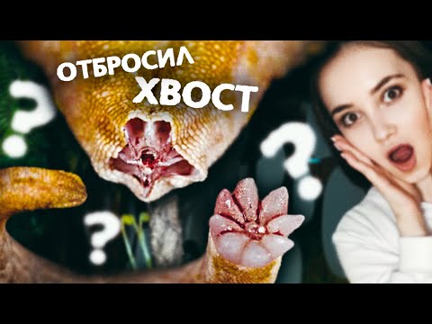 Видео: Как ящерицы отбрасывают хвост и регенерируют его обратно? 🦎 Раскрываем секретное чудо природы