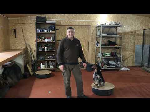 Видео: Команда Вперед. Что делать если тужит легавая собака