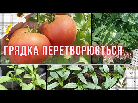 Видео: ОРГАНІЗОВУЄМО ПАРНИК швидко і зручно. Вирощування розсади та ранніх овочів прямо на грядці