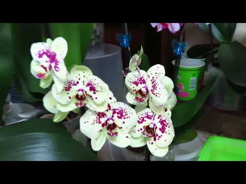 Видео: Поговорим начистоту о содержании орхидей в керамзите!