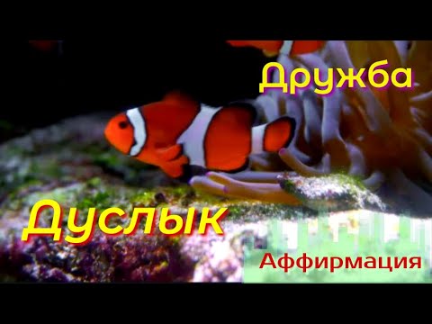 Видео: Аффирмация  "Дуслык " / "Дружба"