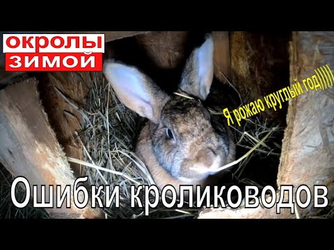 Видео: Зимние окролы. Ошибки кролиководов.