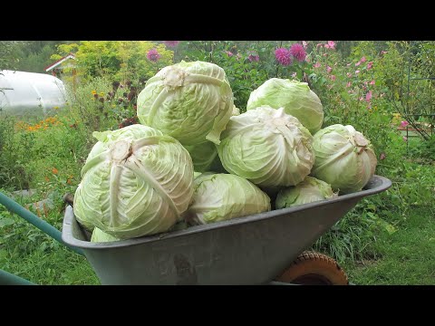 Видео: Капуста
