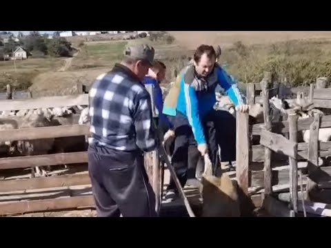 Видео: Купание овец (осень 2021)