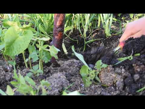 Видео: Заглубление корневой шейки=причина гибели садов.