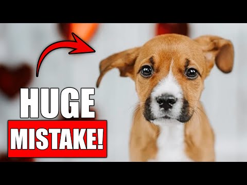 Видео: Ветеринары предупреждают: эта распространенная домашняя привычка медленно вредит вашей собаке (пр...