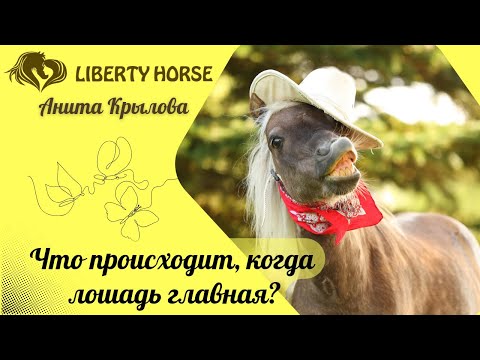 Видео: Что происходит, когда лошадь главная?