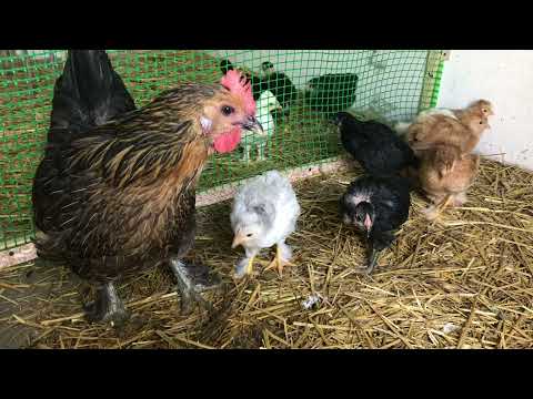 Видео: Когда нужно отсадить курицу от цыплят