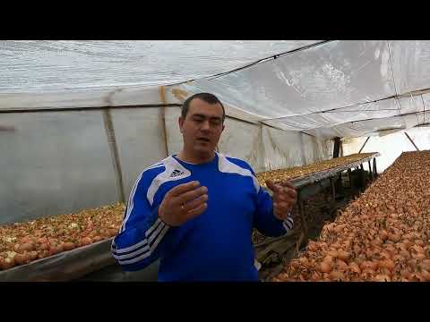 Видео: ОСНОВНЫЕ ПОНЯТИЯ ПРИ ВЫРАЩИВАНИИ ЛУКА НА ПЕРО .ТОНКОЕ ПЕРО, ТЕМПЕРАТУРА, КАЛИБР, ВЕС.