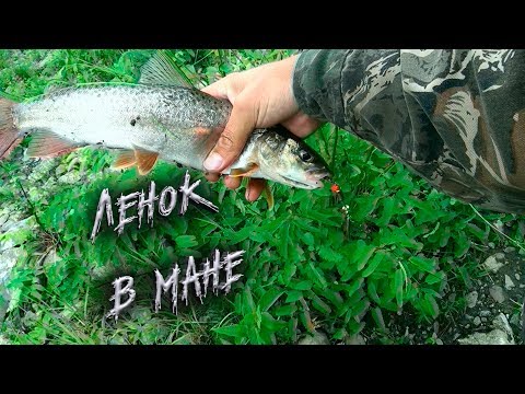 Видео: Рыбалка на Ленка спиннингом на блесну | Мана | Красноярский край