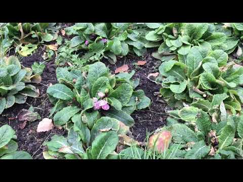 Видео: Зимовка Примулы Беларина.#Примула #Беларина #Зимовка