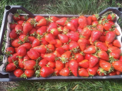 Видео: Крапо и Мальга,какой мы получаем урожай со стаканов через 2 месяца.