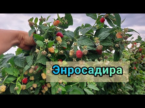 Видео: Малина Энросадира. Первое плодоношение