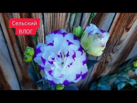 Видео: Перезагрузил предыдущее видео. Проверим.