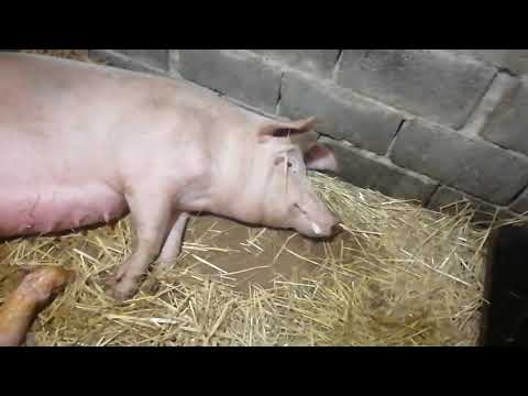 Видео: Тяжелый и долгий опорос Свиноматка не даёт кормить поросят.