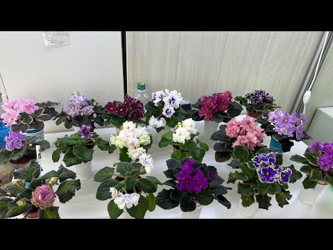 Видео: Начинают цвести Фиалки❤️ моя любовь на века 🥰