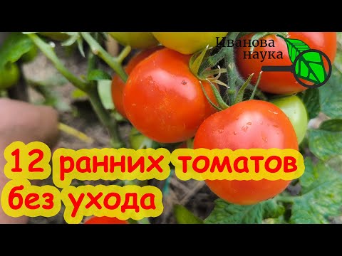 Видео: 12: САМЫЕ НЕПРИХОТЛИВЫЕ ТОМАТЫ НЕ БОЯТСЯ ФИТОФТОРЫ. Томаты посадил и забыл. Ранние уличные томаты.