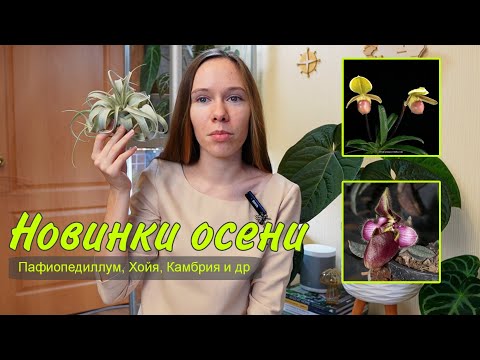 Видео: ОСЕННИЕ НОВИНКИ растений | Камбрия, башмаки и хойи