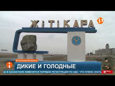 Видео: На сотрудницу АЗС в Костанайской области напала лиса