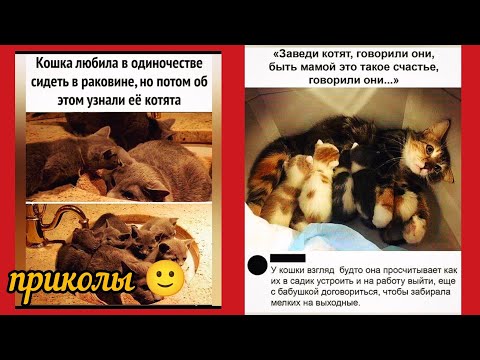 Видео:  🤣кот - лучший дегустатор коклет ! приколы и смешные картинки 