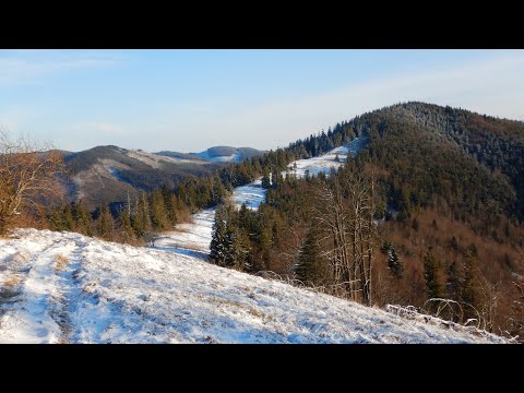 Видео: Карпати. Гора Кіндрат, г. Матагів. Сліди вовка.