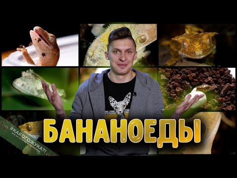 Видео: Бананоеды. Что это за звери и почему им нельзя есть бананы? УНИКАЛЬНЫЕ КАДРЫ!