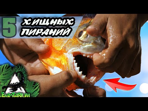Видео: ТОП 5 ХИЩНЫХ АКВАРИУМНЫХ рыб  Самые популярные виды хищных пираний