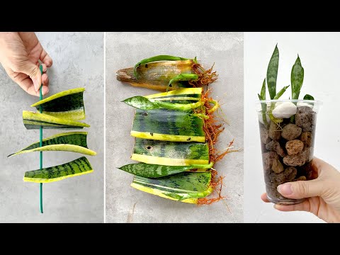 Видео: Размножение и выращивание Sansevieria trifasciata в воде — уникальная идея для причудливых горшков.