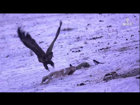 Видео: Хүрээлэн - (Нөмрөг тасын нүүдэл)