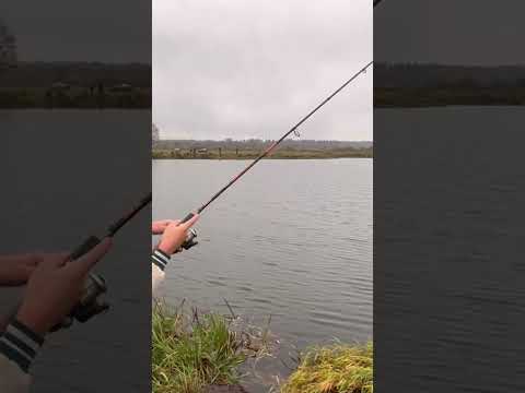 Видео: Проводка на окуня!