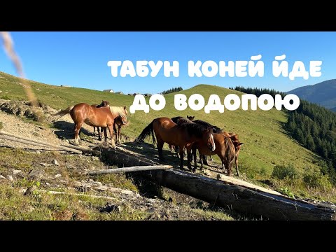 Видео: ТАБУН КОНЕЙ ЙДЕ ДО ВОДОПОЮ