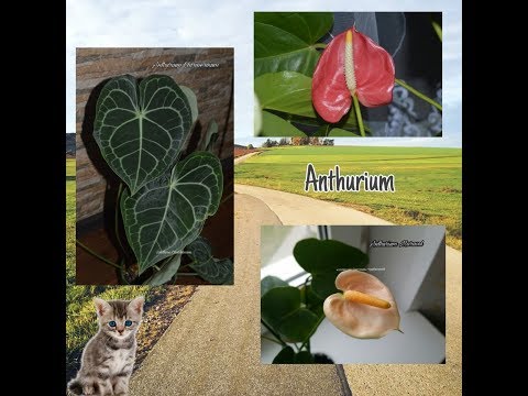 Видео: АНТУРИУМ. Коллекция редких антуриумов #11. Антуриум Marasol, Clarinervium и Salmon Candy