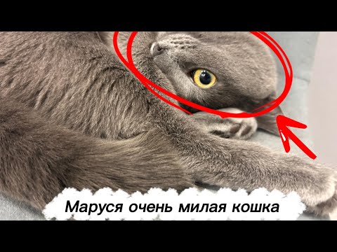 Видео: Маруся очень милая 😺😸