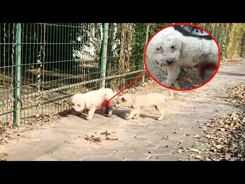 Видео: Внутренние органы умирающей бездомной собаки обнажены, а ее защищают товарищи