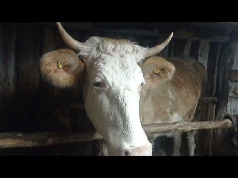 Видео: Обзор нашего хозяйства#деревня#село