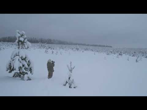 Видео: В зимнем плену. Удмуртия. Игринский район. Январь 2022 год