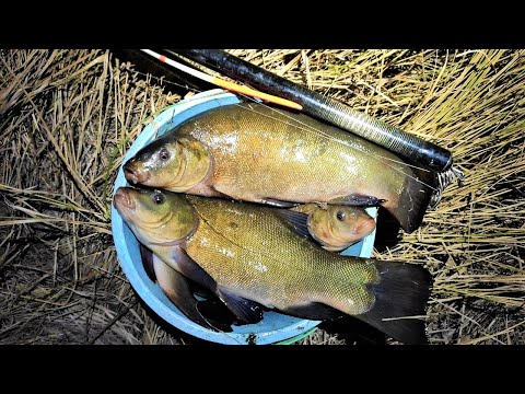 Видео: Натаскал ВЕДРО КРУПНОГО на поплавок!!! Рыбалка на линя