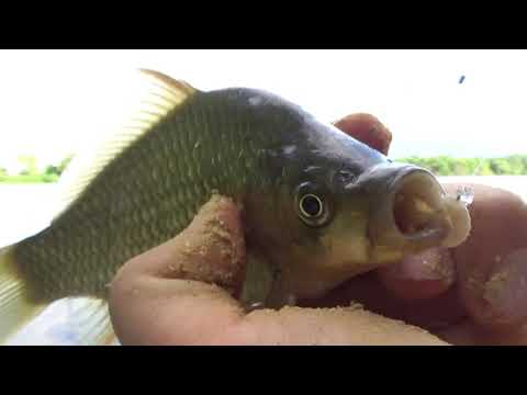 Видео: Риболов на плувка около с. Шаново