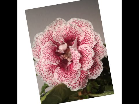 Видео: #262 Размножаем глоксинии круглогодично