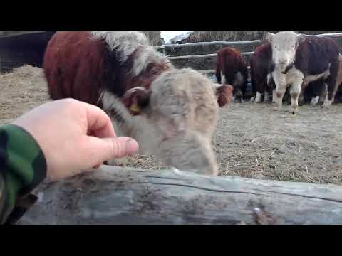 Видео: Бычкам дроблёнку (овёс + пшеница 3 кг в сутки каждому)