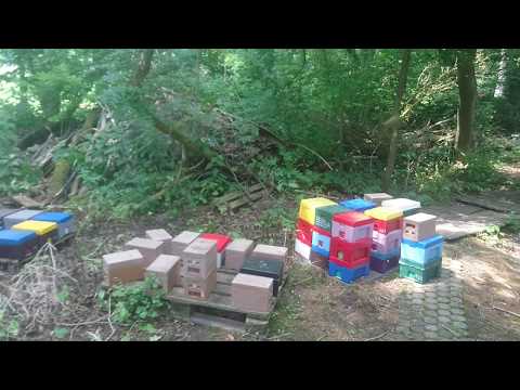 Видео: Бакфаст,  облёт маток на Лаутенталь 09. Juni 2018