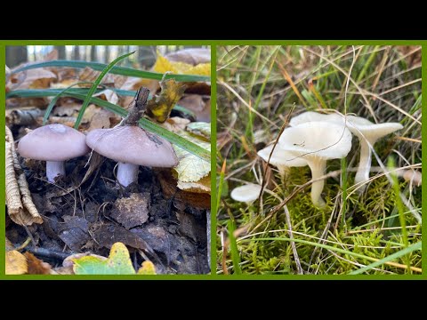 Видео: Очень много разных рядов и других грибов.