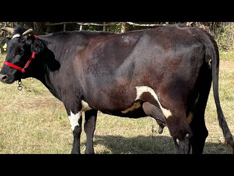 Видео: 17 литр / Сүтті сиыр / Ірі денелі / 730 000₸ / +7 705 497 9290