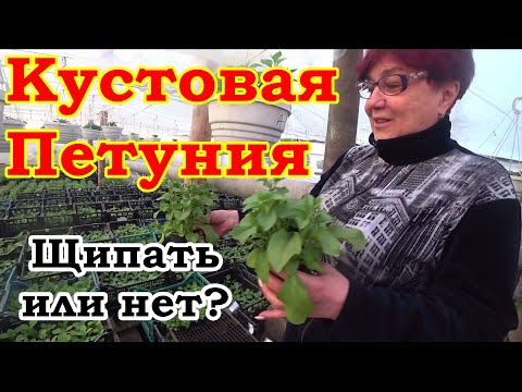 Видео: Нужно ли прищипывать кустовую петунию?