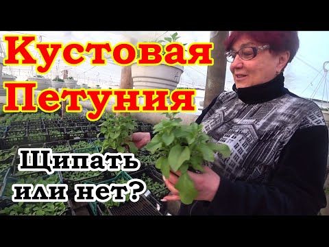 Видео: Нужно ли прищипывать кустовую петунию?