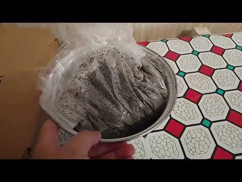 Видео: 26 октября, выращиваем грибы , вешенка , дома 