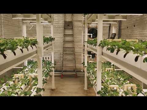 Видео: 0. Intoduction. Клубника. Бункер в Тюмени.