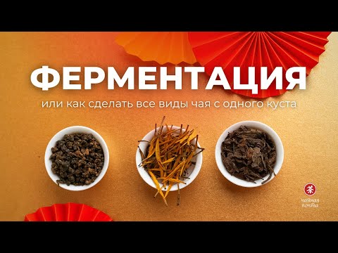 Видео: Всё о ферментации: что это, зачем и почему так важно | Чайная Почта