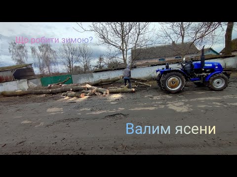 Видео: Валимо бабині ясени 😅